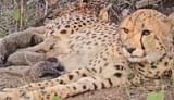 कूनो नेशनल पार्क से मिली खुशखबरी, भारतीय चीता मुखी ने पांच शावक को दिया जन्म -सीएम और सिंधिया ने दी बधाई